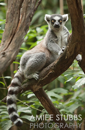 Ring-tailed Lemur