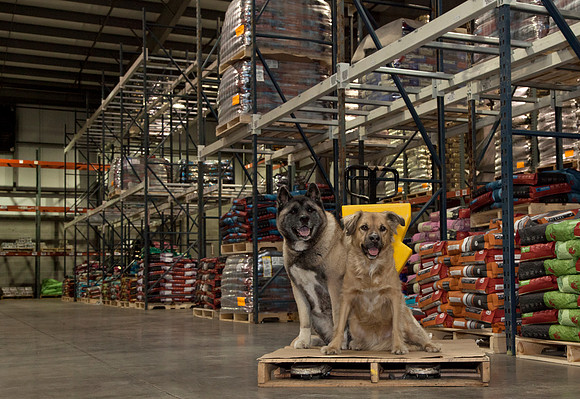 Lucy & Laika helping in the warehouse