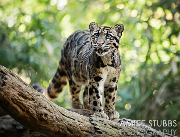 Clouded Leopard