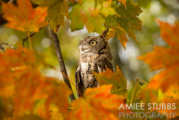 Eastern Screech Owl