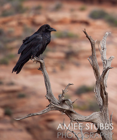 Crow