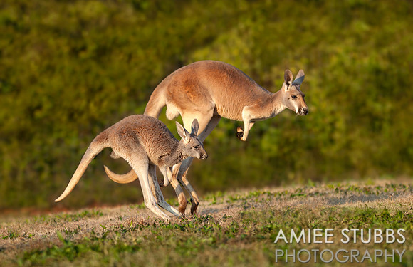 Kangaroo
