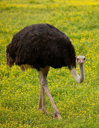 Ostrich