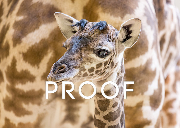 New Baby Giraffe at the Nashville Zoo, December 2013
