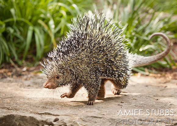 Prehensile-tailed Porcupine