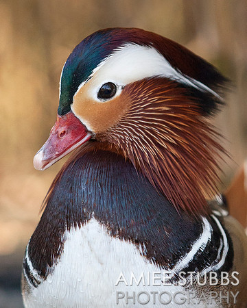 Mandarin Duck