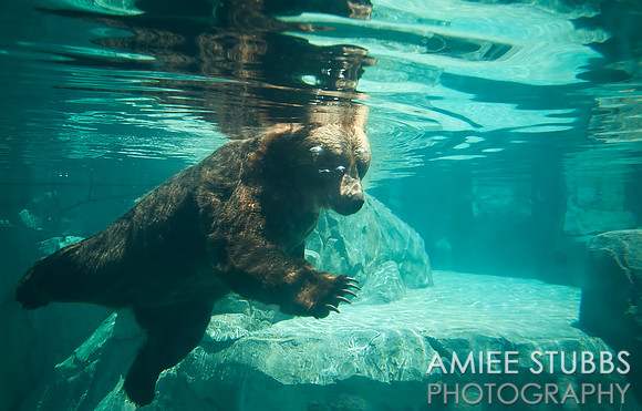 Grizzly Bear