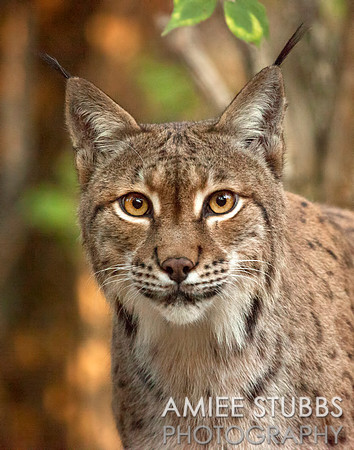Eurasian Lynx