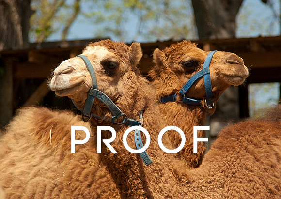 Bactrian Camels