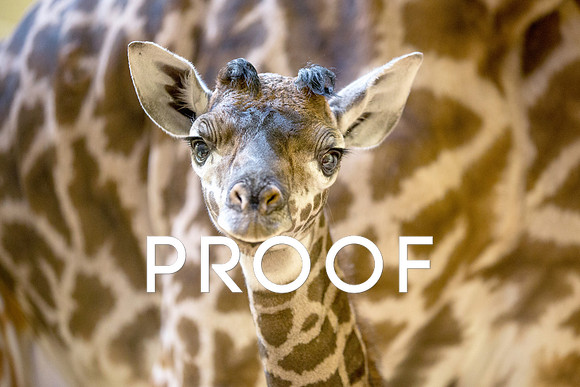 New Baby Giraffe at the Nashville Zoo, December 2013