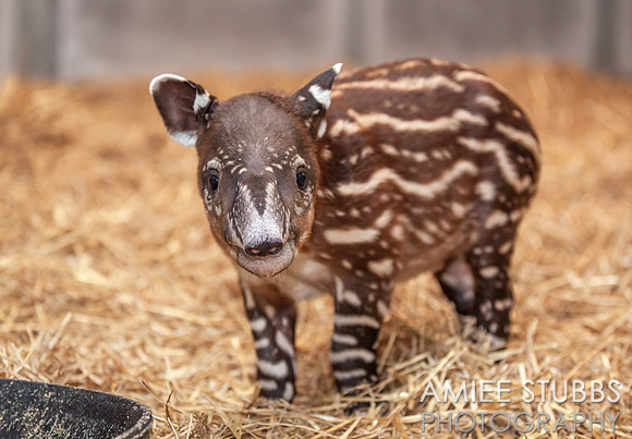 Baby Baird's Tapir