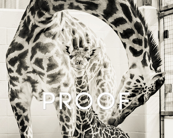 New Baby Giraffe at the Nashville Zoo, December 2013