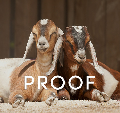 Nubian Goats