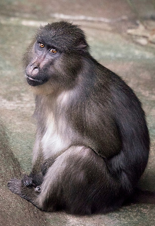 Mandrill/Sooty Mangabey Mix