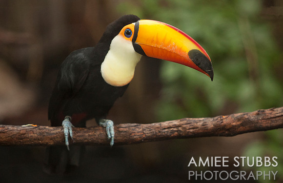 Toco Toucan