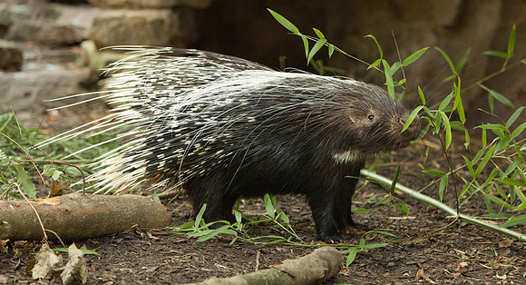 African Crested Porcupine