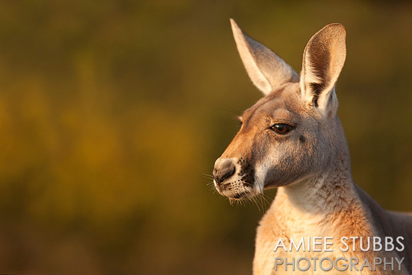 Kangaroo