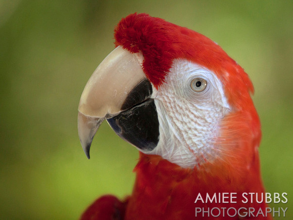 Scarlet Macaw