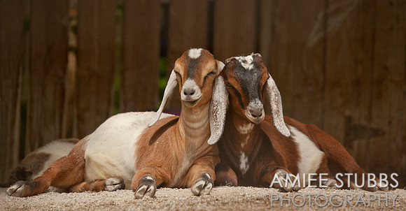 Nubian Goats
