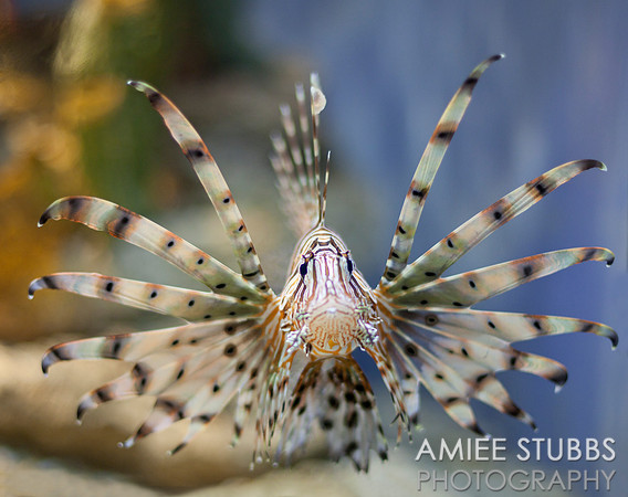 Lionfish