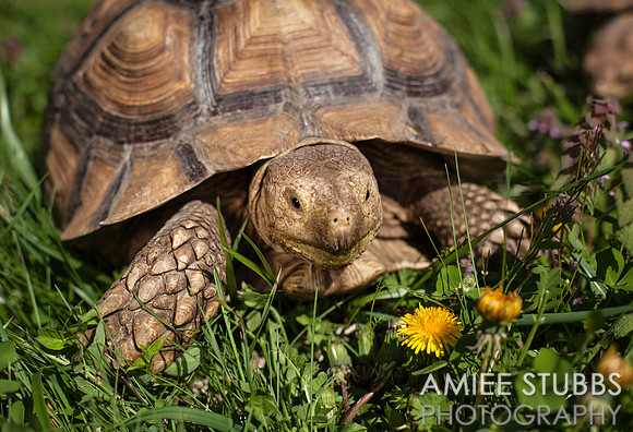Sulcata Tortoise