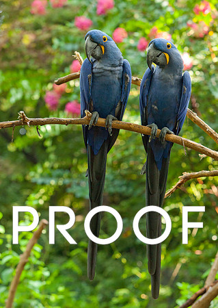 Hyacinth Macaws