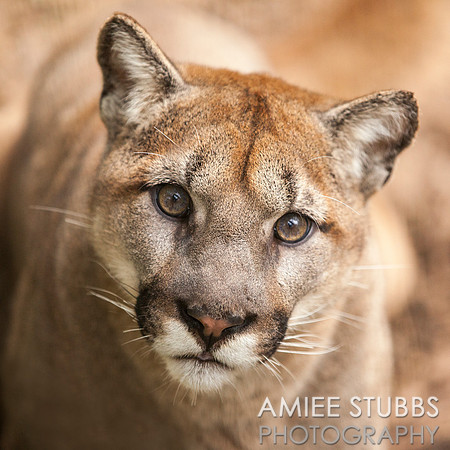 Cougar