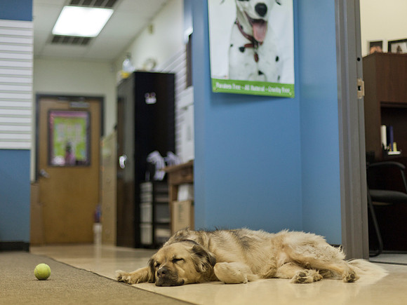 Laika sleeping in the office