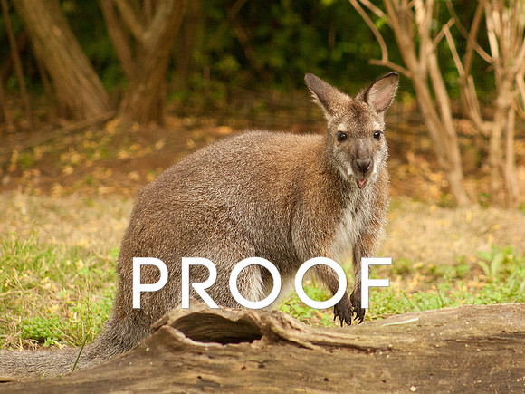Wallaby