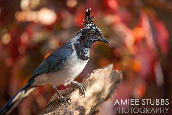 Magpie Jay