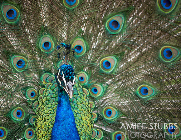 Indian Peafowl