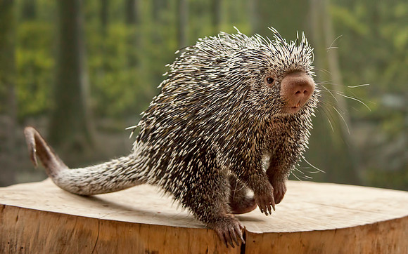 Prehensile-tailed Porcupine
