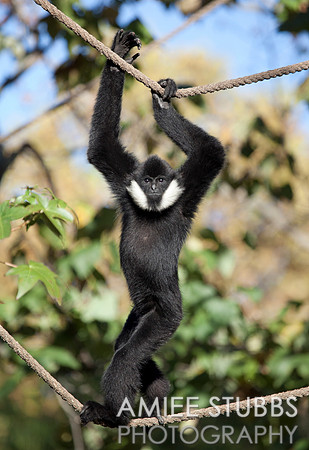 White-Cheeked Gibbon