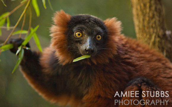 Red-ruffed Lemur