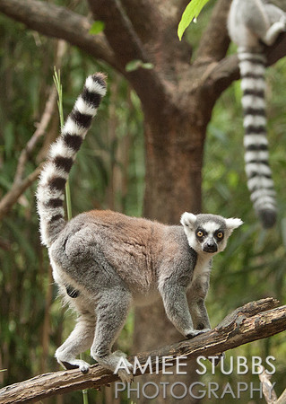 Ring-tailed Lemur