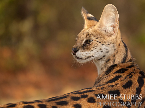 Serval