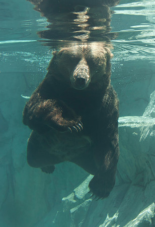 Grizzly Bear