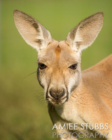 Kangaroo