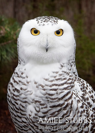 Snowy Owl
