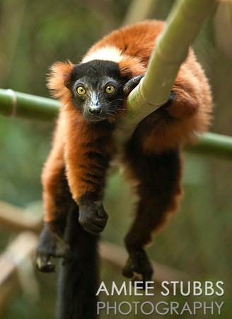 Red-ruffed Lemur