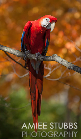 Scarlet Macaw