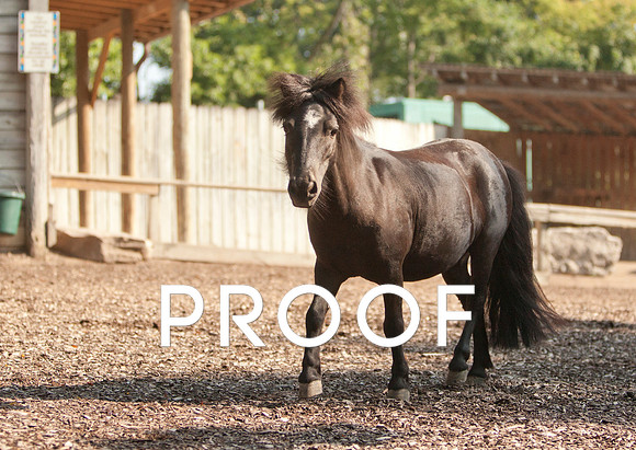 Miniature Horse