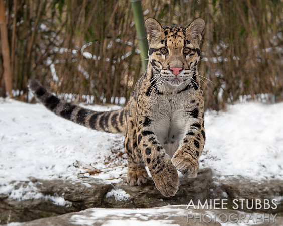 Clouded Leopard