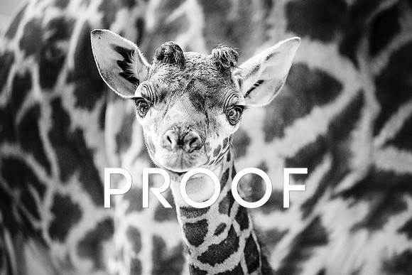 New Baby Giraffe at the Nashville Zoo, December 2013