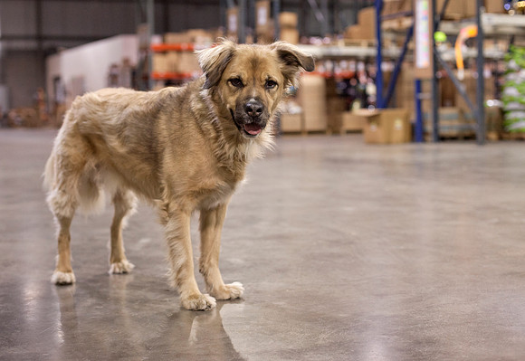 Laika in the warehouse
