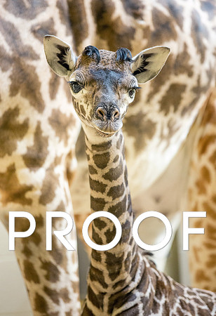 New Baby Giraffe at the Nashville Zoo, December 2013