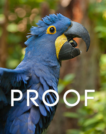 Hyacinth Macaw