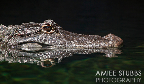 American Alligator