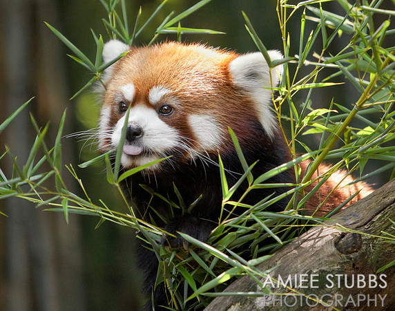 Red Panda