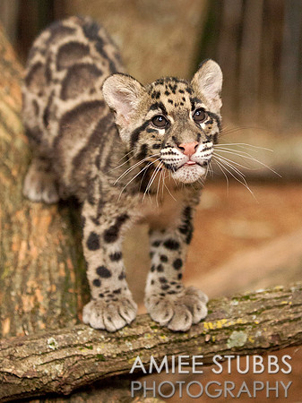 Clouded Leopard Cub